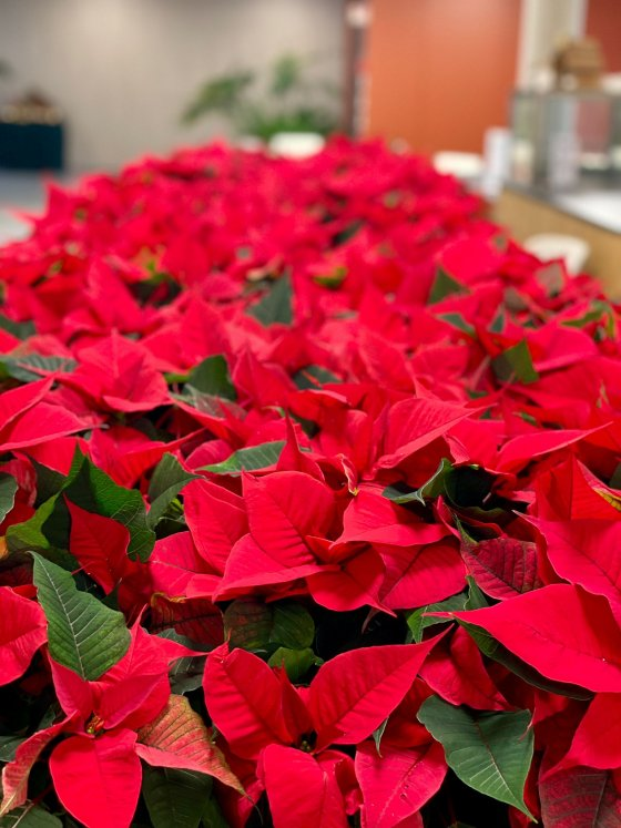 730 Weihnachtssterne 